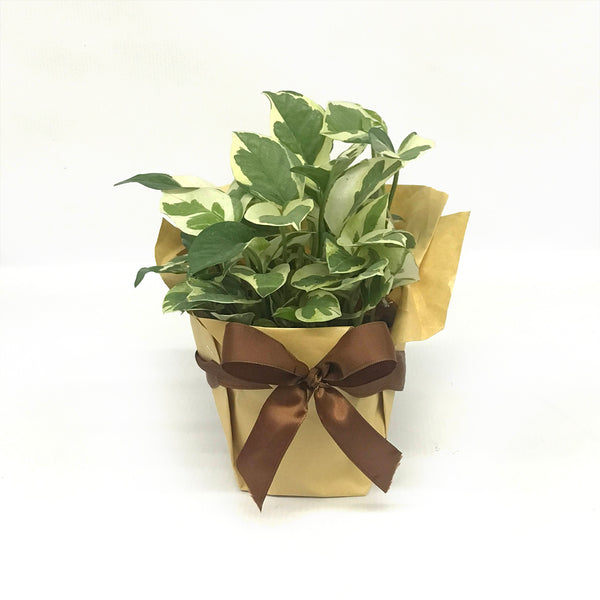 Fruit & Health Food Hamper with Garden Plant | HF246 - Jade Valley Gifts & Floral Design Centre