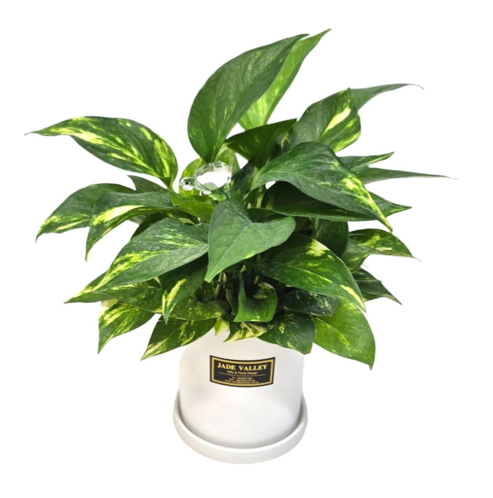 Money Plant in Porcelaine Vase| TB138 - Jade Valley Gifts & Floral Design Centre