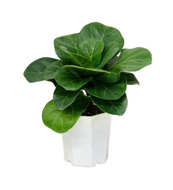 Health Food, Fruits & Life Plant | HF265 - Jade Valley Gifts & Floral Design Centre
