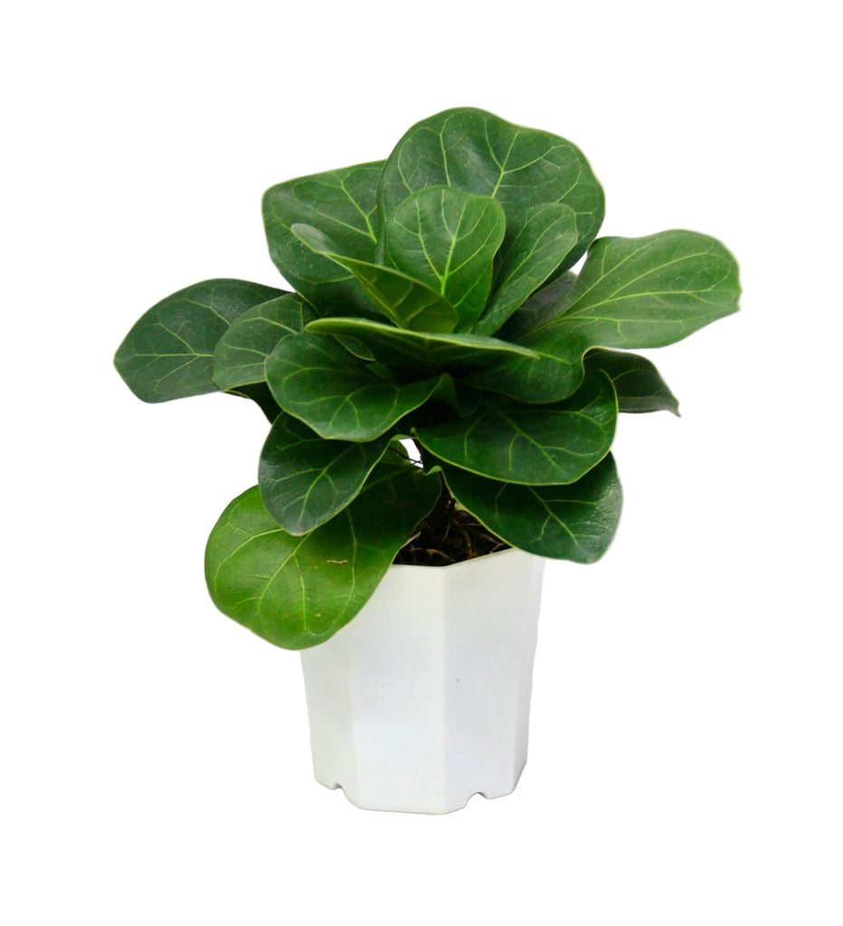 Health Food, Fruits & Life Plant | HF265 - Jade Valley Gifts & Floral Design Centre