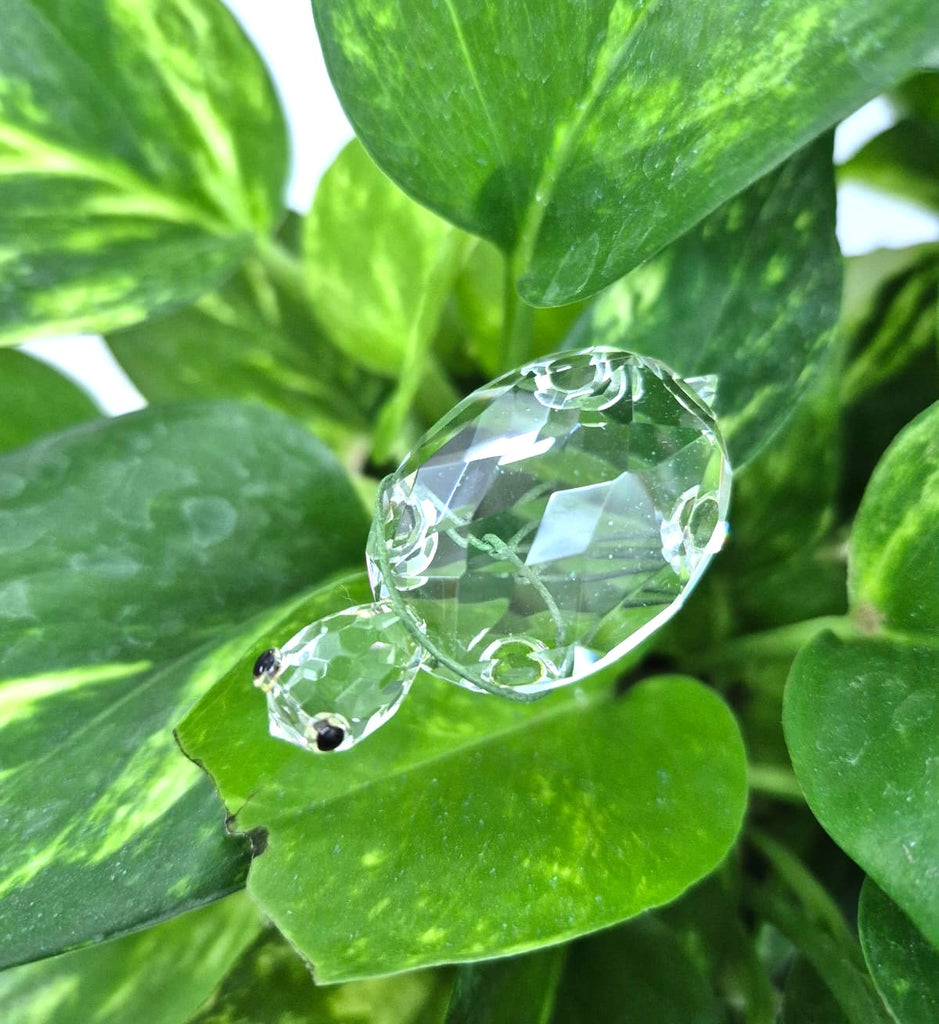 Money Plant in Porcelaine Vase| TB138 - Jade Valley Gifts & Floral Design Centre