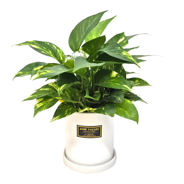 Money Plant in Porcelaine Vase| TB138 - Jade Valley Gifts & Floral Design Centre