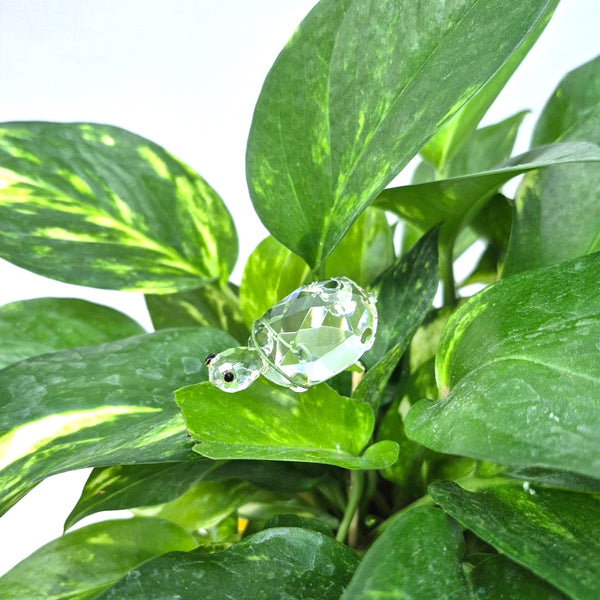 Money Plant in Porcelaine Vase| TB138 - Jade Valley Gifts & Floral Design Centre