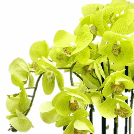 Artificial Real-Touch Oriental Orchid 65cm | ART41 - Jade Valley Gifts & Floral Design Centre