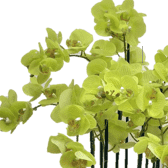 Condolence Wreath with Fresh Cut Flowers | W489 - Jade Valley Gifts & Floral Design Centre