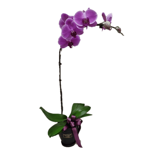 Phalaenopsis Real Potted Orchid | TB142 - Jade Valley Gifts & Floral Design Centre