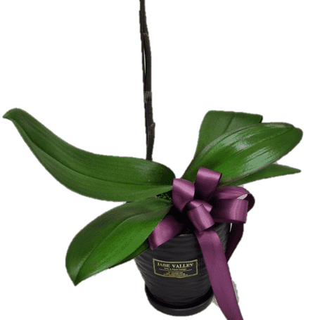 Phalaenopsis Real Potted Orchid | TB142 - Jade Valley Gifts & Floral Design Centre