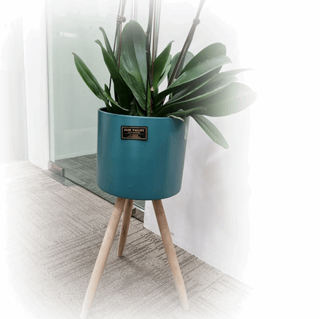 Phalaenopsis Real Potted Orchids In Stand | TB147 - Jade Valley Gifts & Floral Design Centre