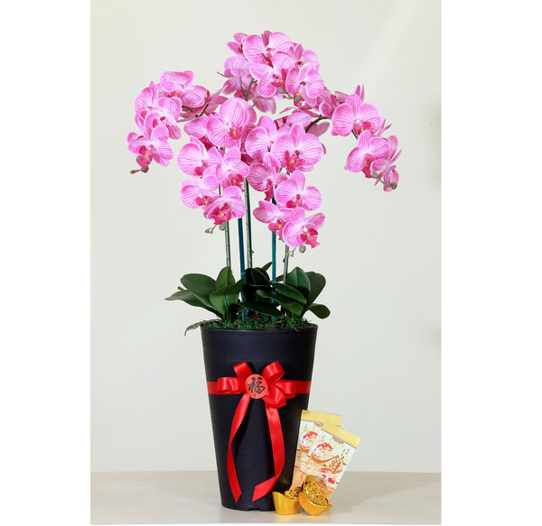 CNY Real Tourch Orchids | CN309 - Jade Valley Gifts & Floral Design Centre