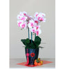 CNY Real Tourch Orchids | CN308 - Jade Valley Gifts & Floral Design Centre