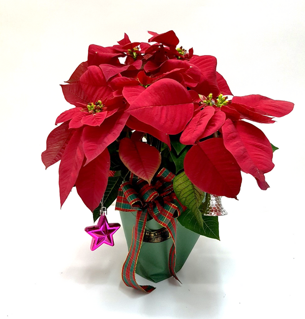 Christmas Poinsettia | MF1 - Jade Valley Gifts & Floral Design Centre