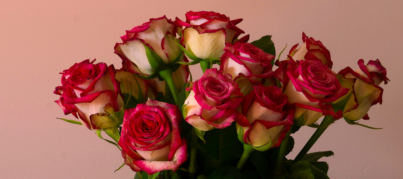 Jade Valley Roses on a pink background for Valentine's Day