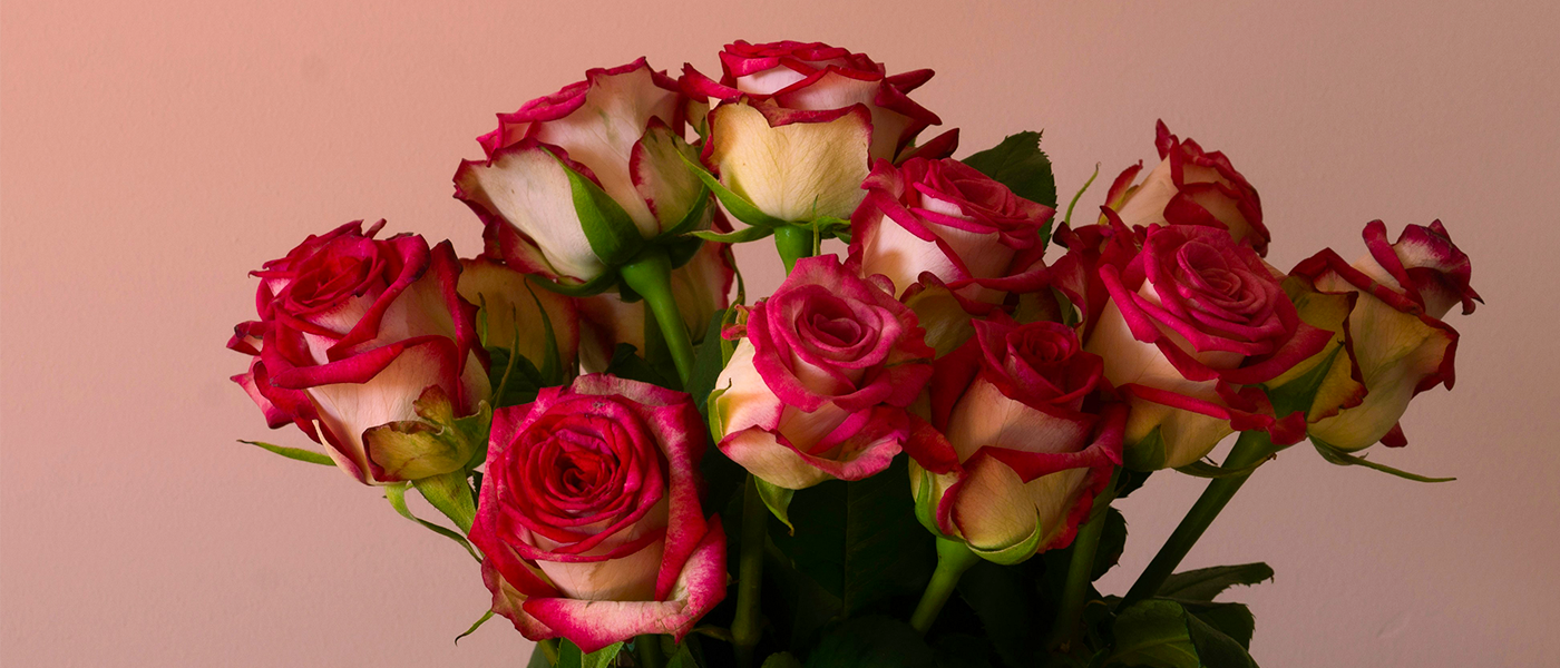 Jade Valley Roses on a pink background for Valentine's Day