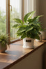 Money Plant in Porcelaine Vase| TB138 - Jade Valley Gifts & Floral Design Centre