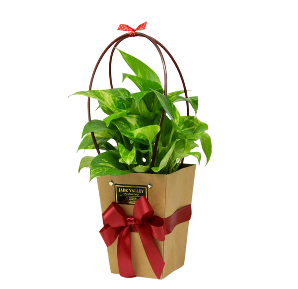 Live Plant | GP5 - Jade Valley Gifts & Floral Design Centre