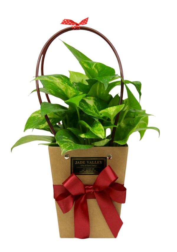 Live Plant | GP5 - Jade Valley Gifts & Floral Design Centre