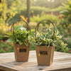 Money Plant  for 20 units/lot @$8 per pot| TB164 - Jade Valley Gifts & Floral Design Centre