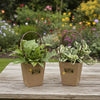 Money Plant  for 20 units/lot @$8 per pot| TB164 - Jade Valley Gifts & Floral Design Centre