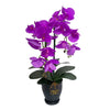Artificial Potted Oriental Orchid - Multi-Colour Selection | ART36 - Jade Valley Gifts & Floral Design Centre