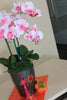 CNY Real-Touch Orchids | CN308 - Jade Valley Gifts & Floral Design Centre
