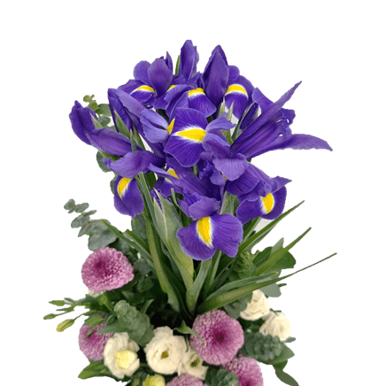 Fresh Cut Iris & Eustoma in a Potted Vase | MD83 - Jade Valley Gifts & Floral Design Centre