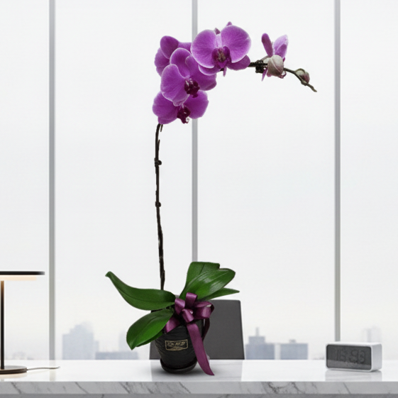 Phalaenopsis Real Potted Orchid | TB142 - Jade Valley Gifts & Floral Design Centre