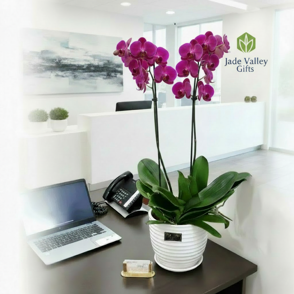 Phalaenopsis Real Potted Orchid | TB142 - Jade Valley Gifts & Floral Design Centre