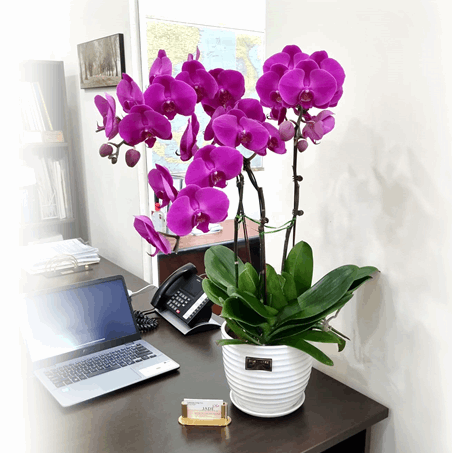 Phalaenopsis Real Potted Orchid | TB142 - Jade Valley Gifts & Floral Design Centre