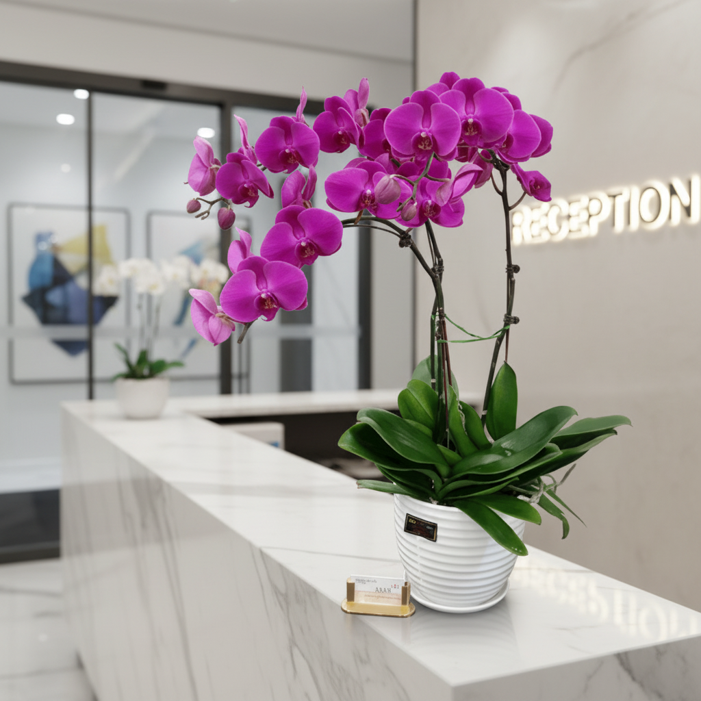Phalaenopsis Real Potted Orchid | TB142 - Jade Valley Gifts & Floral Design Centre