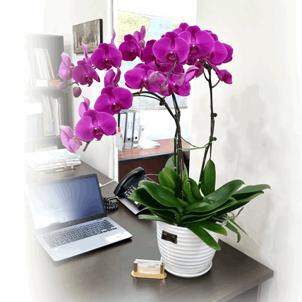Phalaenopsis Real Potted Orchid | TB142 - Jade Valley Gifts & Floral Design Centre