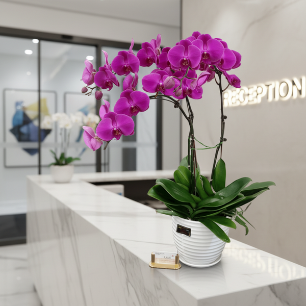 Phalaenopsis Real Potted Orchid | TB142 - Jade Valley Gifts & Floral Design Centre