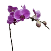 Phalaenopsis Real Potted Orchid | TB142 - Jade Valley Gifts & Floral Design Centre