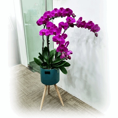 Phalaenopsis Real Potted Orchids In Stand | TB147 - Jade Valley Gifts & Floral Design Centre