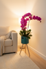 Phalaenopsis Real Potted Orchids In Stand | TB147 - Jade Valley Gifts & Floral Design Centre