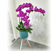 Phalaenopsis Real Potted Orchids In Stand | TB147 - Jade Valley Gifts & Floral Design Centre