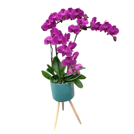 Phalaenopsis Real Potted Orchids In Stand | TB147 - Jade Valley Gifts & Floral Design Centre