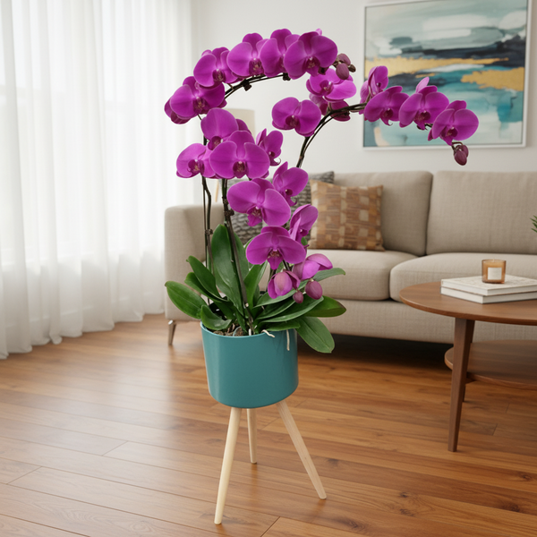 Phalaenopsis Real Potted Orchids In Stand | TB147 - Jade Valley Gifts & Floral Design Centre