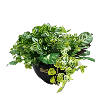 Real-Touch Artificial Potted Plant | ART42 - Jade Valley Gifts & Floral Design Centre