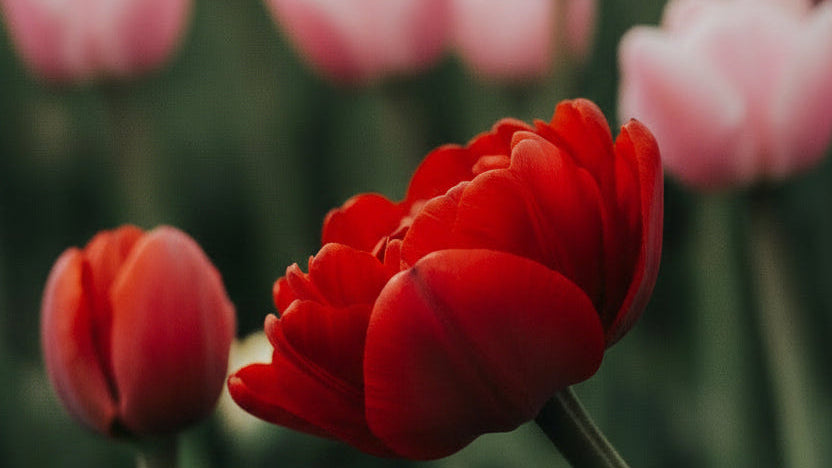 tulips banner